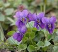 Viola_odorata_aa5372