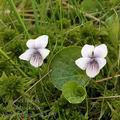 Viola_palustris_ak3489