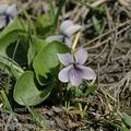 Viola_palustris_dd3166