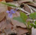 Viola_reichenbachiana_aa6780