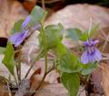 Viola_reichenbachiana_aa6793