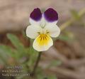 Viola_tricolor_aa6192