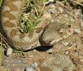 Vipera_ammodytes_dc9361