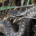 Vipera_berus_ea0602