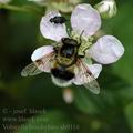 Volucella_bombylans_ah9116