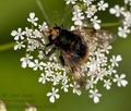 Volucella_bombylans_bc5299