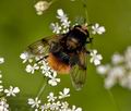 Volucella_bombylans_bc5308