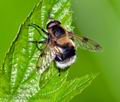 Volucella_bombylans_bc6140