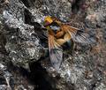 Volucella_inflata_br8954