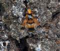 Volucella_inflata_br8959