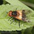 Volucella_pellucens_ab6513