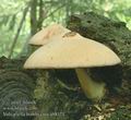 Volvariella_bombycina_ab8171