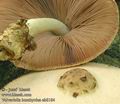 Volvariella_bombycina_ab8184