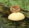 Volvariella_bombycina_ab8185