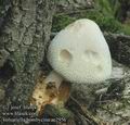 Volvariella_bombycina_ac2956