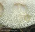 Volvariella_bombycina_ac2966