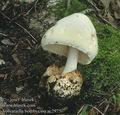 Volvariella_bombycina_ac2975