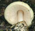 Volvariella_bombycina_ac2981