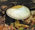 Volvariella_bombycina_bv0744