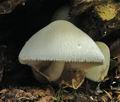 Volvariella_bombycina_hy8941