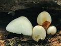 Volvariella_bombycina_hy8946