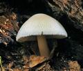 Volvariella_bombycina_hy8973