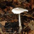 Volvariella_caesiotincta_al6202