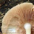 Volvariella_caesiotincta_al6213