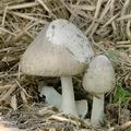 Volvariella_gloiocephala_ac8468