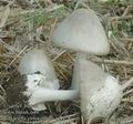 Volvariella_gloiocephala_ac8478