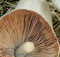 Volvariella_gloiocephala_ac8482