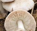 Volvariella_gloiocephala_bv6639