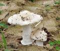 Volvariella_gloiocephala_bv6647