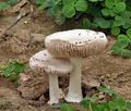 Volvariella_gloiocephala_bv6652