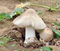 Volvariella_gloiocephala_bv6660