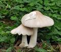 Volvariella_gloiocephala_bv6674