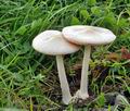 Volvariella_gloiocephala_bv6827