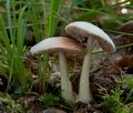 Volvariella_hypopithys_ce4250s