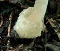 Volvariella_murinella_ce4050s