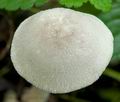 Volvariella_murinella_ce4059s