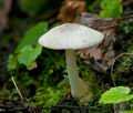 Volvariella_murinella_ce4075s