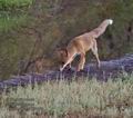 Vulpes_vulpes_rb3146