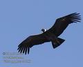 Vultur_gryphus_ee4388