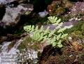 Woodsia_ilvensis_10775
