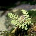 Woodsia_ilvensis_4033