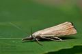 Xanthocrambus_saxonellus_cu9252s