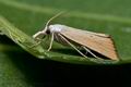 Xanthocrambus_saxonellus_dz5112s