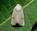 Xanthodes_albago_dz3459s