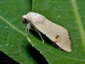 Xanthodes_albago_dz3496s