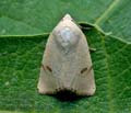 Xanthodes_albago_dz3525s